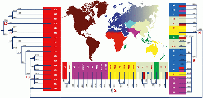 Human mitochondrial DNA halogroups map